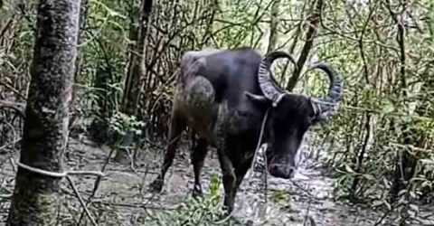 মনপুরায় অভিনব ফাঁদে মহিষ চুরি, ধরা পড়ার ভয়ে কান কেটে পালাল চোরচক্র