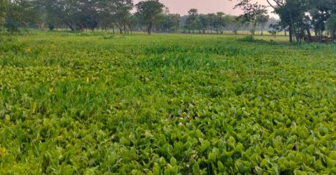 বেতাগীর কাবিল আকন খাল কচুরিপানায় বন্ধ ভোগান্তিতে এলাকাবাসী