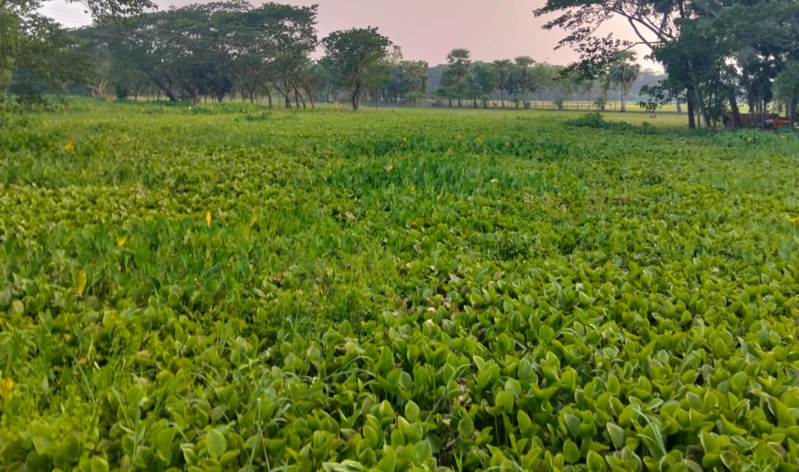 বেতাগীর কাবিল আকন খাল কচুরিপানায় বন্ধ ভোগান্তিতে এলাকাবাসী