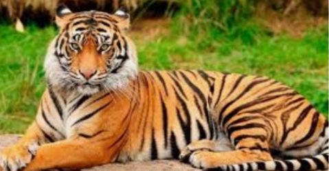 ম্যানগ্রোভ খ্যাত বিশ্ব ঐতিহ্য সুন্দরবনে বেড়েছে বাঘের সংখ্যা