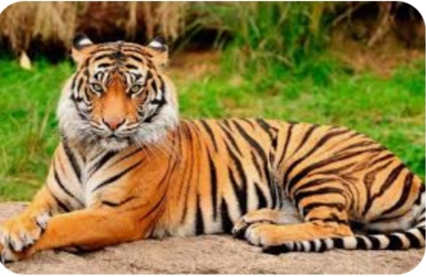ম্যানগ্রোভ খ্যাত বিশ্ব ঐতিহ্য সুন্দরবনে বেড়েছে বাঘের সংখ্যা
