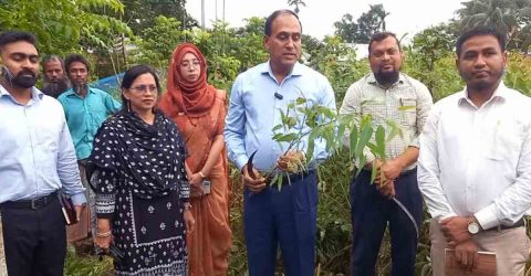 কলমাকান্দায় ২০ হাজার আকাশমণি ও ইউক্যালিপটাস চারা ক্ষতিপূরণ পেল নার্সারি মালিকরা