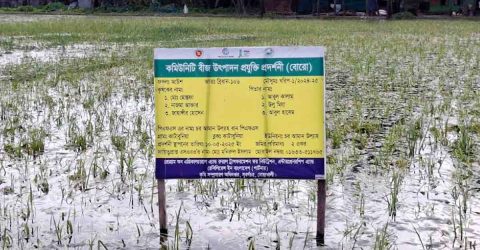নোয়াখালীতে জলাবদ্ধতায় আউশের খেত-আমনের বীজতলায় ব্যাপক ক্ষতি