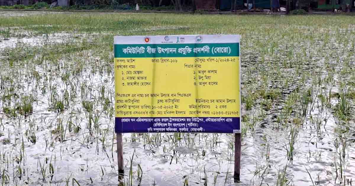 নোয়াখালীতে জলাবদ্ধতায় আউশের খেত-আমনের বীজতলায় ব্যাপক ক্ষতি