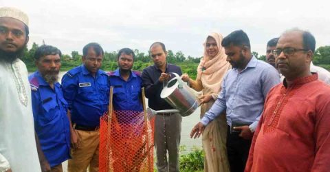 বজ্রপাত রোধে নাসিরনগরের রাস্তার পাশে তালের চারা রোপন