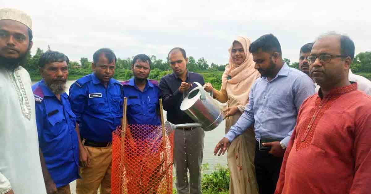 বজ্রপাত রোধে নাসিরনগরের রাস্তার পাশে তালের চারা রোপন