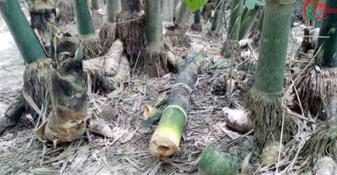 উলিপুরের ধরনীবাড়ী ইউনিয়নের মাদারটারি কুড়ারপাড় গ্রামে পূর্ব শত্রুতার জেরে বাঁশ ও বাঁশের করুল ভাংচুর