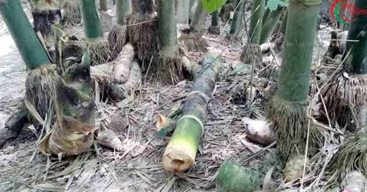 উলিপুরের ধরনীবাড়ী ইউনিয়নের মাদারটারি কুড়ারপাড় গ্রামে পূর্ব শত্রুতার জেরে বাঁশ ও বাঁশের করুল ভাংচুর