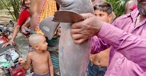 শৈলকুপার গড়াই নদীতে ধরা পড়েছে বিলুপ্তপ্রায় ‘শুশুক’, উৎসুক জনতার ভিড়