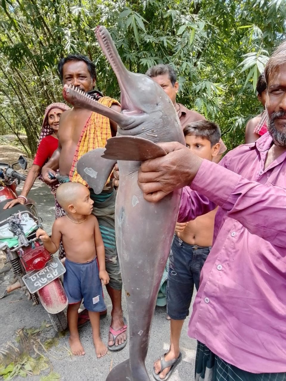 শৈলকুপার গড়াই নদীতে ধরা পড়েছে বিলুপ্তপ্রায় ‘শুশুক’, উৎসুক জনতার ভিড়
