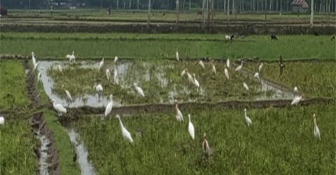গাইবান্ধা সাদুল্লাপুরে কৃষি জমিতে বকের ঝাঁক পথচারীরা মুগ্ধ