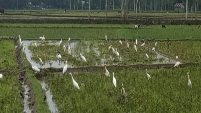 গাইবান্ধা সাদুল্লাপুরে কৃষি জমিতে বকের ঝাঁক পথচারীরা মুগ্ধ