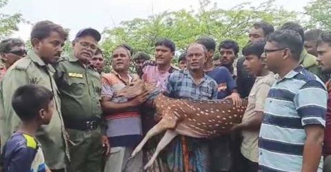 শ্যামনগরে সুন্দরবন থেকে জীবিত হরিণ উদ্ধার,বন বিভাগের তৎপরতায় সুন্দরবনে অবমুক্ত