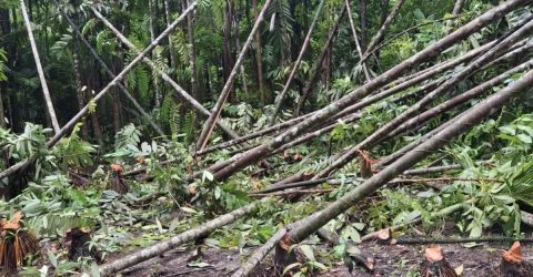 চাটখিলে আদালতের নিষেধাজ্ঞা অমান্য করে শতাধিক গাছ কর্তন