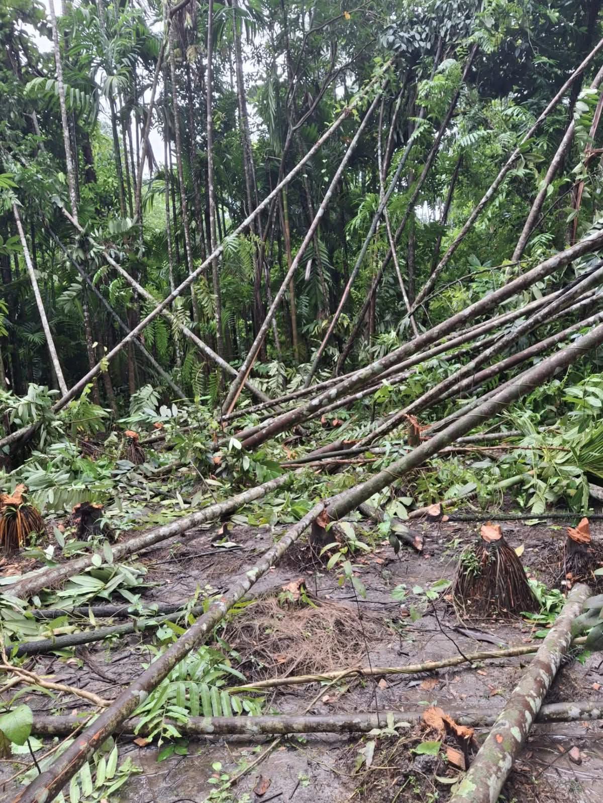 চাটখিলে আদালতের নিষেধাজ্ঞা অমান্য করে শতাধিক গাছ কর্তন