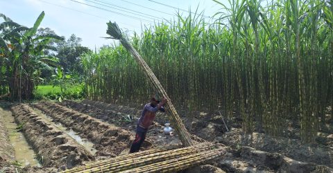 সিংগাইরে চিবিয়ে খাওয়া আখের বাম্পার উৎপাদন