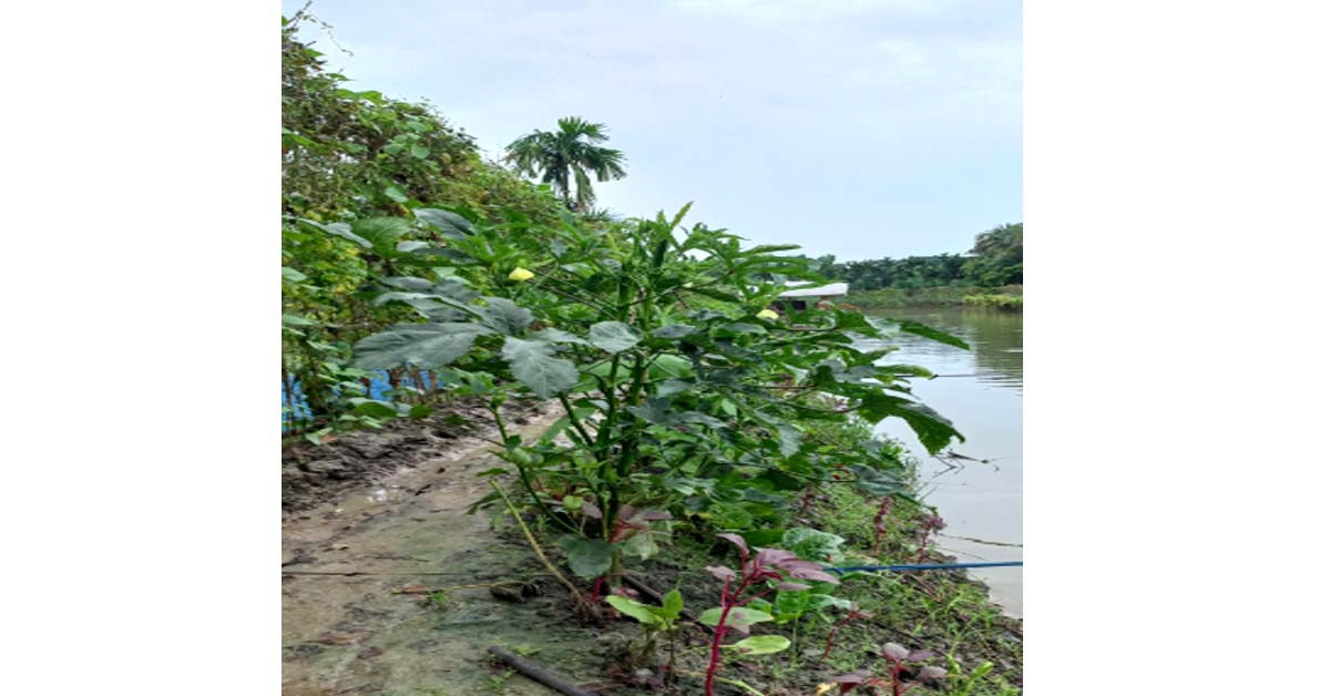সমন্বিত মৎস্য এবং ফসল চাষ করে উপজেলাকে মডেল হিসাবে উপস্থাপন করেছে কালীগঞ্জের কৃষকেরা