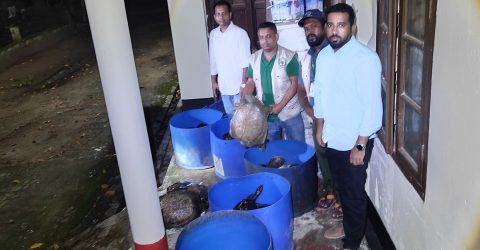 নোয়াখালীতে ৪২৫ কচ্ছপ উদ্ধার