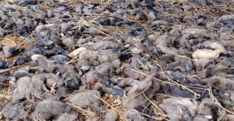 নাসির নগরে খাবারে বিষ প্রয়োগে ২৫০০ হাঁস মেরে ফেলার অভিযোগ