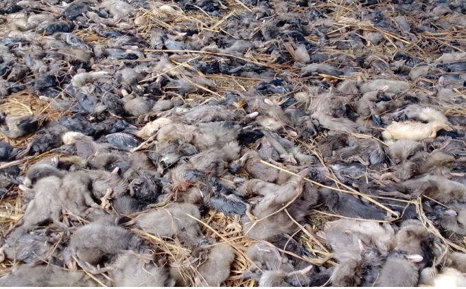 নাসির নগরে খাবারে বিষ প্রয়োগে ২৫০০ হাঁস মেরে ফেলার অভিযোগ