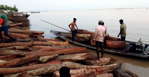অস্থায়ী হাটে ‘লাল চন্দন’ ভেবে বিক্রি হচ্ছে নদীতে ভেসে আসা কাঠ