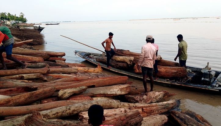 অস্থায়ী হাটে ‘লাল চন্দন’ ভেবে বিক্রি হচ্ছে নদীতে ভেসে আসা কাঠ
