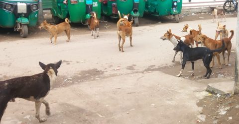 ওসমানীনগরের বিভিন্ন বাজারে দলবেঁধে কুকুরের উপদ্রব, জনমনে চরম আতঙ্ক