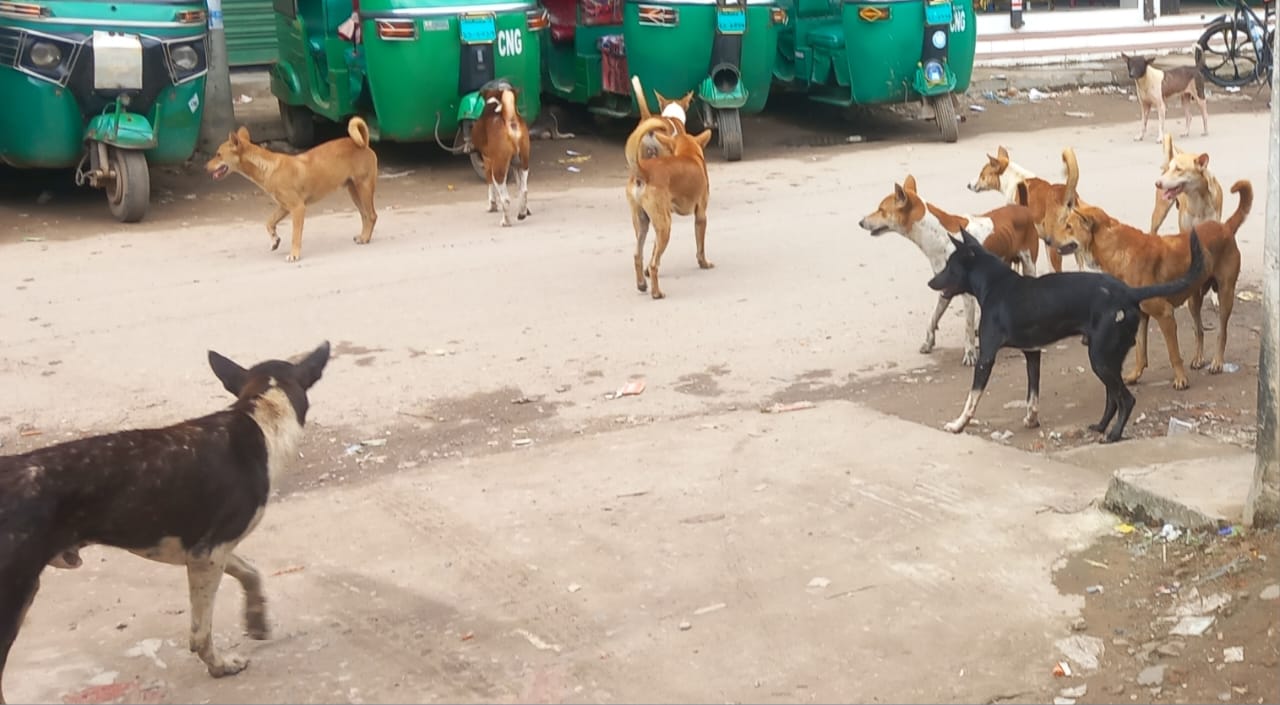 ওসমানীনগরের বিভিন্ন বাজারে দলবেঁধে কুকুরের উপদ্রব, জনমনে চরম আতঙ্ক
