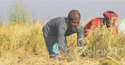 ওসমানীনগরে ধানের শীষে ভরে উঠেছে কৃষকের স্বপ্ন
