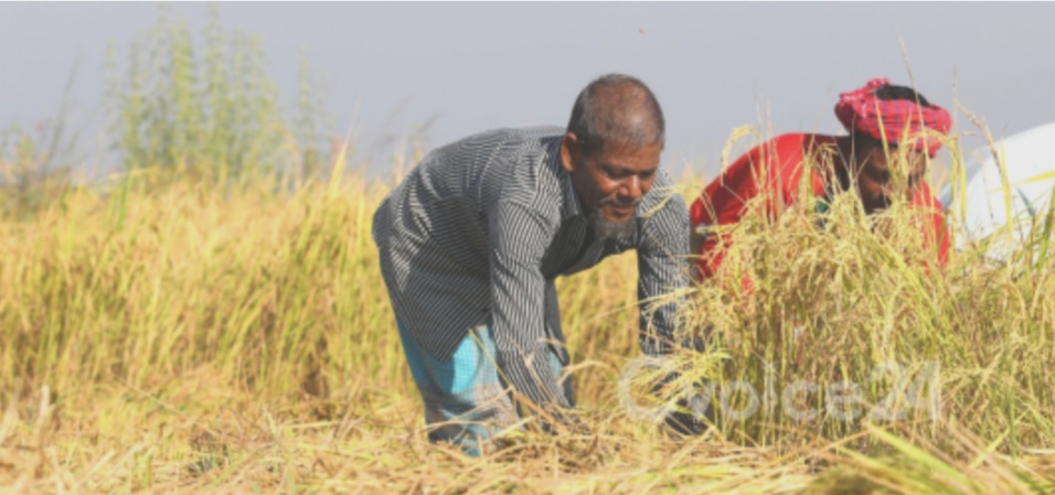 ওসমানীনগরে ধানের শীষে ভরে উঠেছে কৃষকের স্বপ্ন