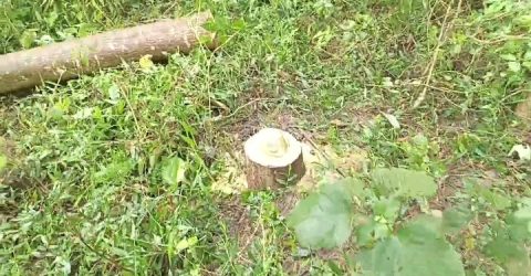 প্রতিদিনের খবর নামের নিউজ পোটাল  প্রকাশিত গাছ কাটার সংবাদের প্রতিবাদ