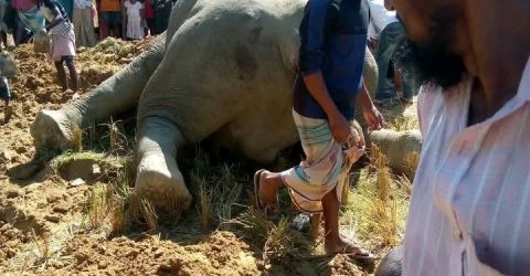 উখিয়ায় খয়রাতি রহমানিয়া পাড়া ধানক্ষেতে বন্যহাতির মৃত্যু