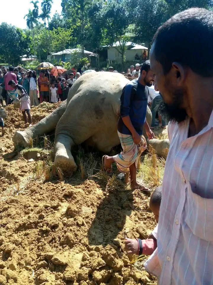 উখিয়ায় খয়রাতি রহমানিয়া পাড়া ধানক্ষেতে বন্যহাতির মৃত্যু