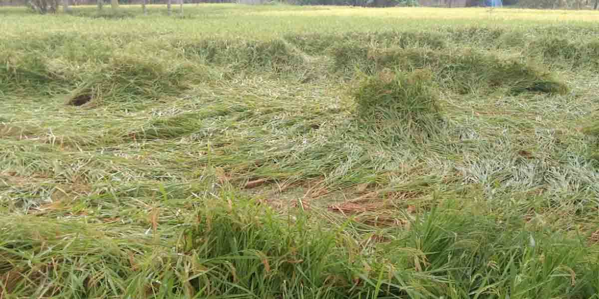 টানা বৃষ্টিতে ঠাকুরগাঁওয়ে রোপা আমন ধান নুয়ে পড়ায় কৃষকের দুশ্চিন্তা