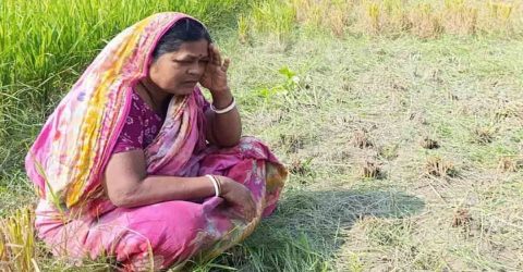 সুবাস চন্দ্র  নামে এক হিন্দু কৃষকের ৬৭ শতাংশ জমির পাকা ধান কেটে নেওয়ার অভিযোগ উঠেছে প্রতিপক্ষের বিরুদ্ধে