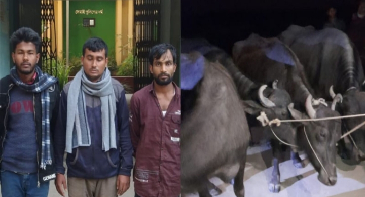 উলিপুর উপজেলায় দূর্গম চরাঞ্চল থেকে মহিষ চুরি করে নৌকায় পারাপারের সময় তিনজনকে আটক