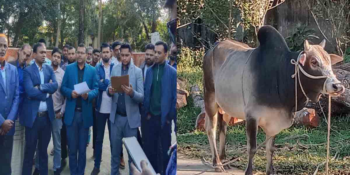 কেন্দুয়ায় জুয়া আইনে জব্দ ষাড় নিলামে বিক্রি