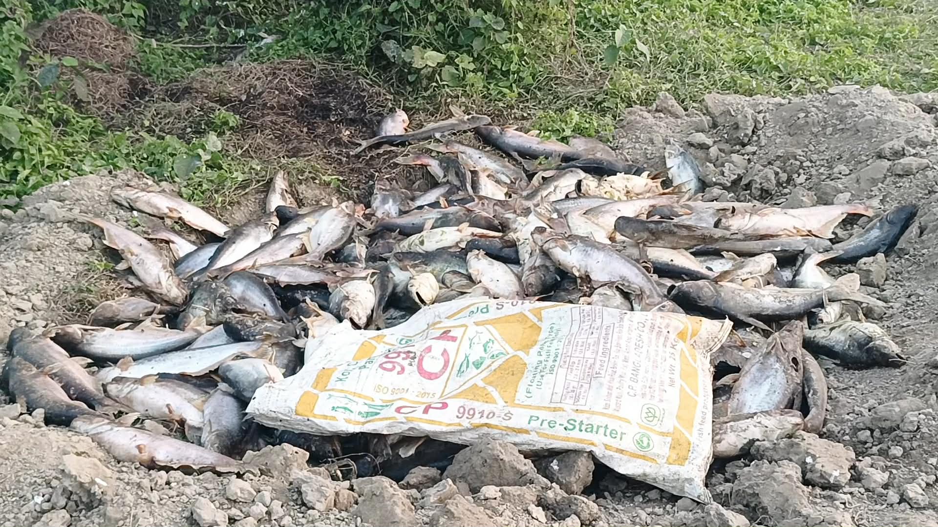 ফিসারিতে মরছে মাছ, কাজ হচ্ছে না কোনো ওষুধে—ত্রিশালের শতাধিক মৎস্য চাষি  এনামুল হক, ‍